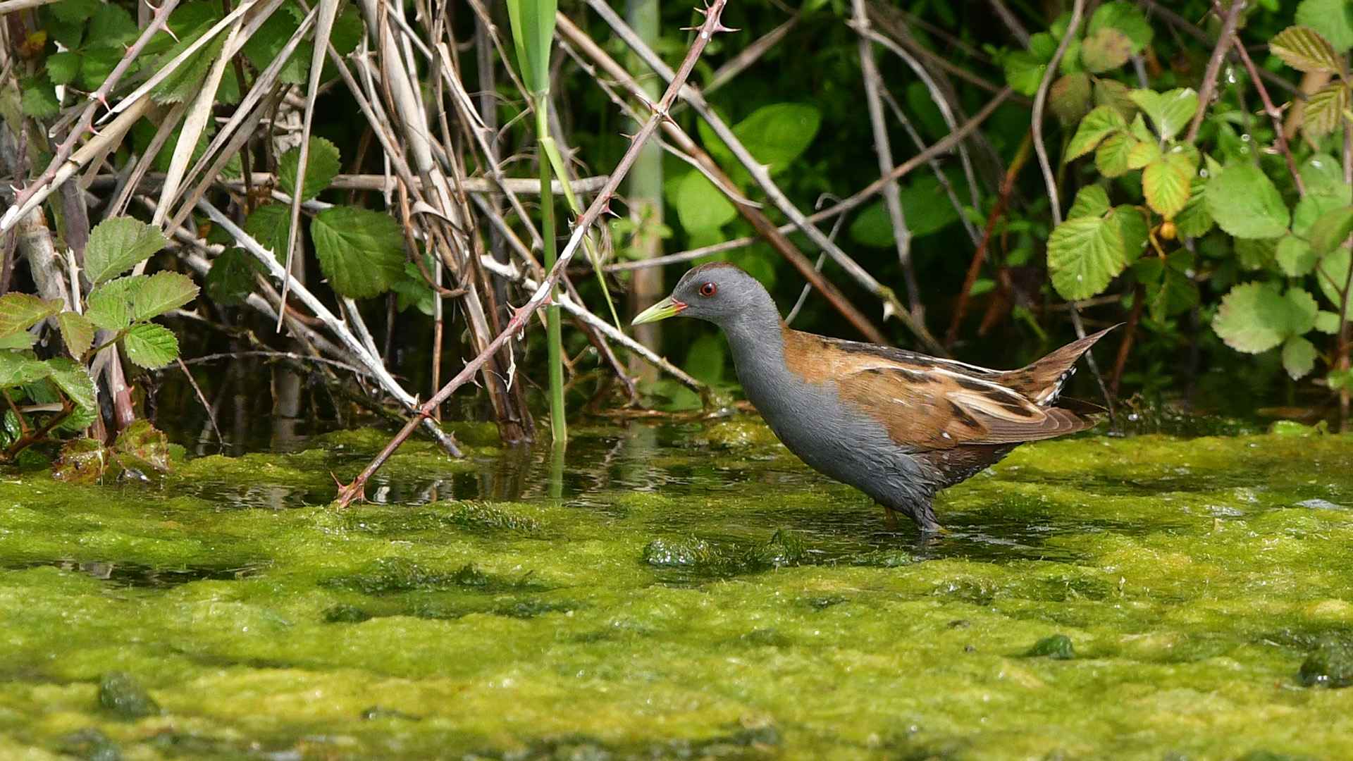 Little Crake